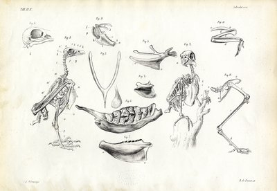 Anatomia, 1863-79 da Raimundo Petraroja